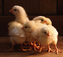 производство цыплят-бройлеров